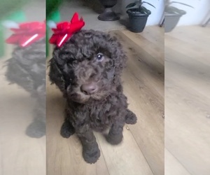 Goldendoodle-Poodle (Standard) Mix Puppy for sale in JACKSON, MI, USA