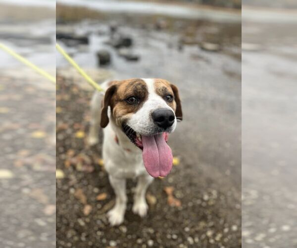 Medium Photo #7 Mutt Puppy For Sale in Hinton, WV, USA
