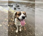 Small #6 Mutt