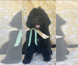 Goldendoodle Puppy for Sale in PHOENIX, Arizona USA