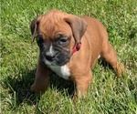 Puppy Zula Boxer