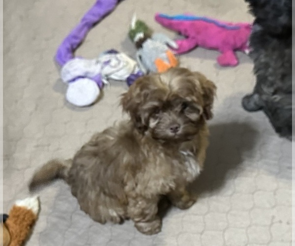 Medium Photo #3 ShihPoo Puppy For Sale in GLOUCESTER, VA, USA