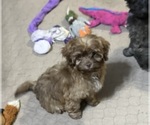 Small #2 ShihPoo