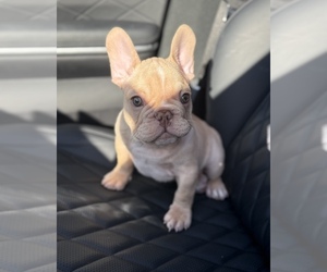 Medium French Bulldog