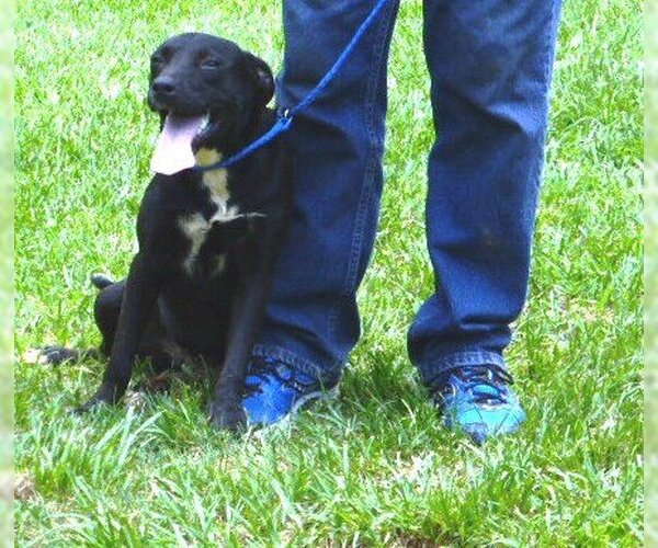 Medium Photo #2 Mutt Puppy For Sale in Slidell, LA, USA
