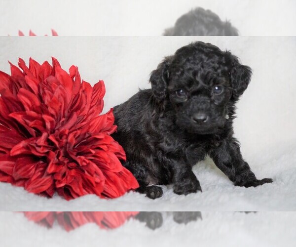 Medium Photo #3 Goldendoodle-Poodle (Miniature) Mix Puppy For Sale in FREDERICKSBG, OH, USA