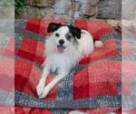 Small #3 Mutt