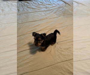 Yorkshire Terrier Puppy for sale in JOHNSTON, RI, USA