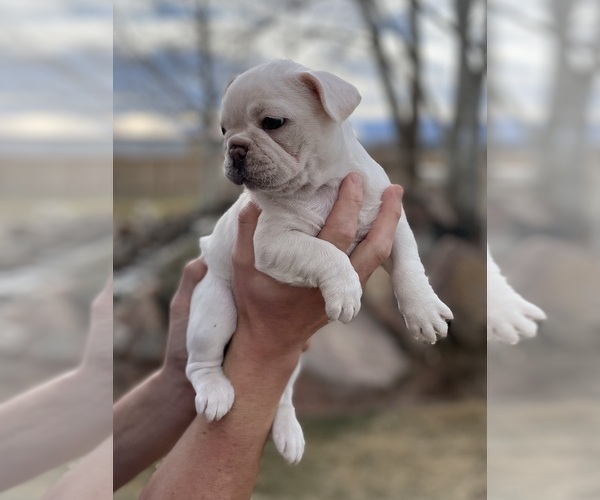 Medium Photo #1 French Bulldog Puppy For Sale in PUEBLO, CO, USA