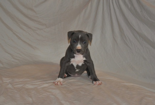 Medium Photo #1 American Pit Bull Terrier Puppy For Sale in LOUISVILLE, KY, USA
