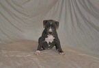 Small Photo #1 American Pit Bull Terrier Puppy For Sale in LOUISVILLE, KY, USA