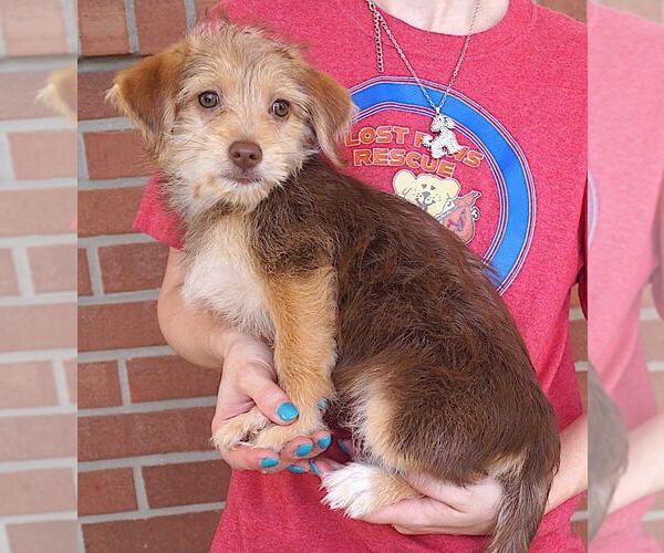 Medium Photo #2 Malteagle Puppy For Sale in Carrollton, TX, USA