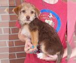 Small #1 Malteagle