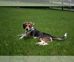 Small #3 Beagle Mix