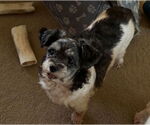 Small #2 Shih Tzu Mix