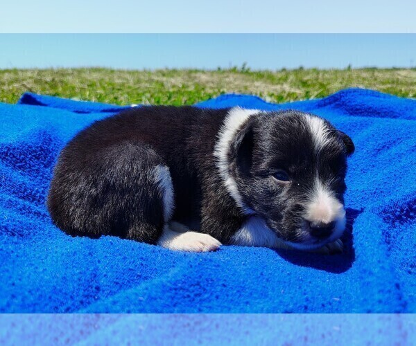 Medium Photo #69 Border Collie Puppy For Sale in NORBORNE, MO, USA