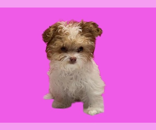 Medium Photo #2 Maltipoo (Miniature) Puppy For Sale in SAN ANTONIO, TX, USA