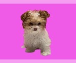 Small #1 Maltipoo (Miniature)