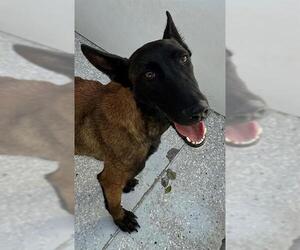 Mutt Dogs for adoption in Lodi, CA, USA