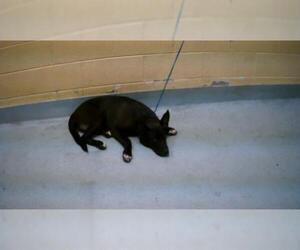 Mutt Dogs for adoption in Tulsa, OK, USA