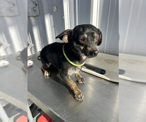 Chihuahua Dogs for adoption in Bakersfield, CA, USA
