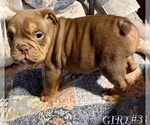 Small Photo #4 English Bulldog Puppy For Sale in RICHMOND, VA, USA