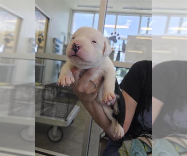 Medium Photo #1 American Pit Bull Terrier-Unknown Mix Puppy For Sale in San Antonio, TX, USA