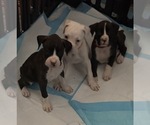Small Photo #1 Boxer Puppy For Sale in DISPUTANTA, VA, USA