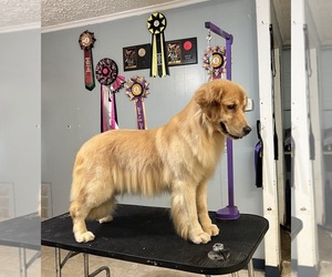 Golden Retriever Puppy for sale in MARIETTA, GA, USA