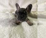 Puppy Storm French Bulldog