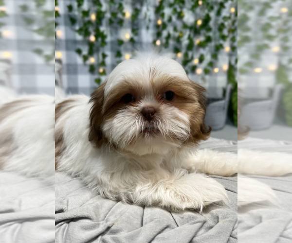 Medium Photo #1 Shih Tzu Puppy For Sale in MARIETTA, GA, USA