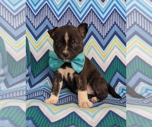 Boston Terrier-Pomsky Mix Puppy for sale in EPHRATA, PA, USA