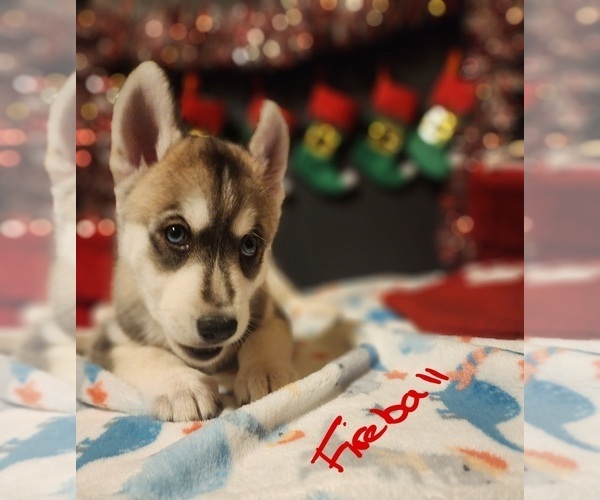 Medium Photo #7 Siberian Husky Puppy For Sale in CINCINNATI, OH, USA