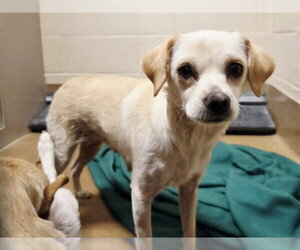 Mutt Dogs for adoption in Martinez, CA, USA