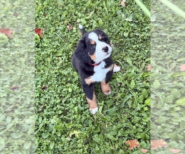 Medium Photo #16 Bernese Mountain Dog Puppy For Sale in EMLENTON, PA, USA