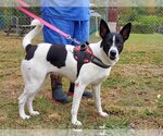 Small #1 Canaan Dog-Pointer Mix
