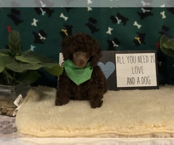 Medium Photo #4 Poodle (Toy) Puppy For Sale in WINSTON SALEM, NC, USA