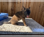 Small Photo #16 Belgian Malinois Puppy For Sale in ELK GROVE, CA, USA