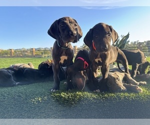 Great Dane Puppy for Sale in RIVERSIDE, California USA