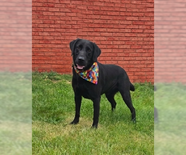 Medium Photo #3 Mutt Puppy For Sale in Genesee, WI, USA