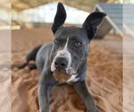 Small Photo #111 American Staffordshire Terrier-German Shepherd Dog Mix Puppy For Sale in Kanab, UT, USA