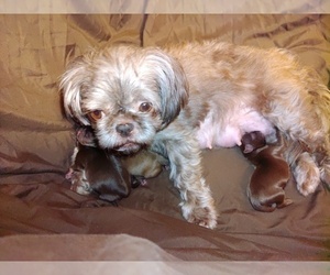 Mother of the Shih Tzu puppies born on 02/20/2024