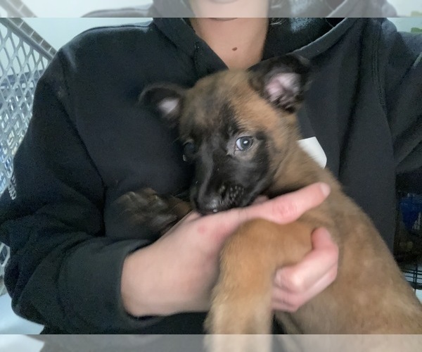 Medium Photo #81 Belgian Malinois Puppy For Sale in REESEVILLE, WI, USA