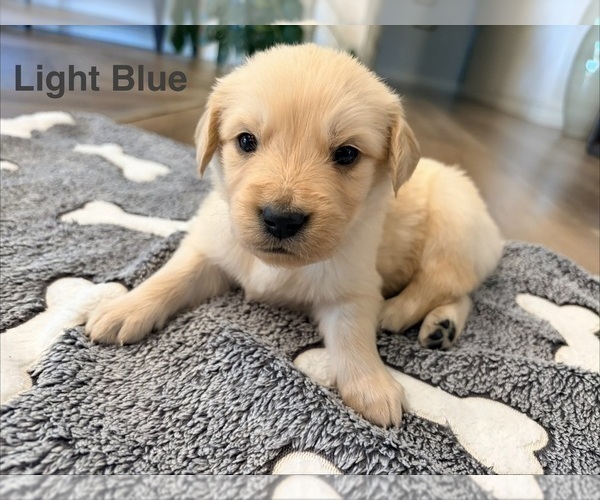 Medium Photo #5 Golden Retriever Puppy For Sale in PHOENIX, AZ, USA