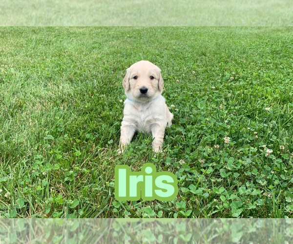 Medium Photo #9 Goldendoodle Puppy For Sale in COATESVILLE, PA, USA