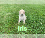 Small #8 Goldendoodle