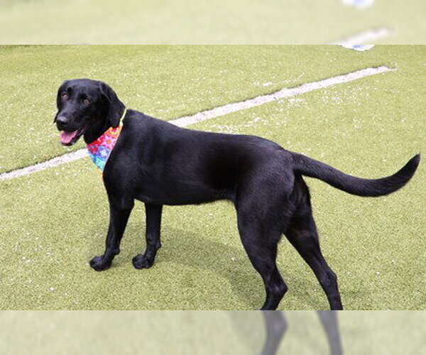 Medium Photo #3 Mutt Puppy For Sale in Rockaway, NJ, USA