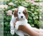 Small #3 Cavapoo