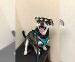 Small #3 Chihuahua Mix