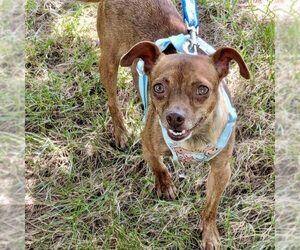 Chihuahua-Unknown Mix Dogs for adoption in Spring Lake, NC, USA